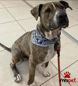 Ράτσα: Αμερικάνικο Σταφορντσάιρ τεριέ - American Staffordshire Terrier | Ηλικία: 3 ετών | Φύλο: Αρσενικό | Αρ. Microchip: 982012221212121 | Περιοχή: Αττική